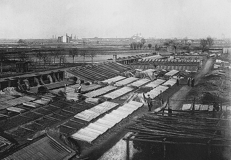 Die Kunst- und Handels-Gärtnerei Daniel Benjamin Niemetz um 1900